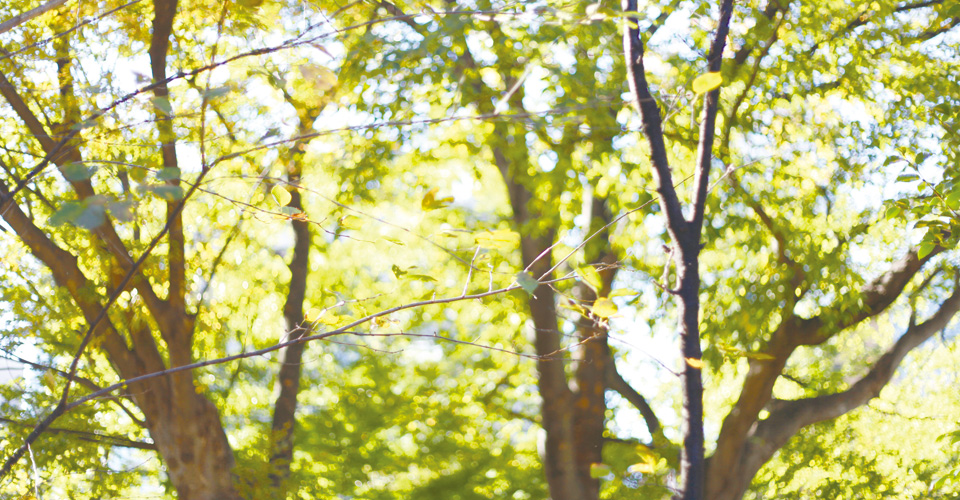 こどもの居場所　おおきな木