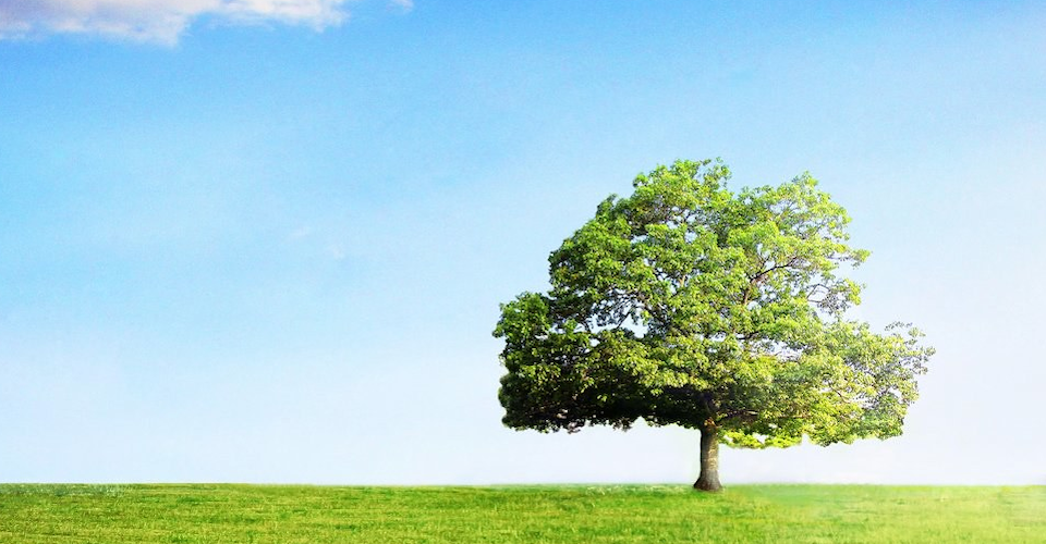 こどもの居場所　おおきな木