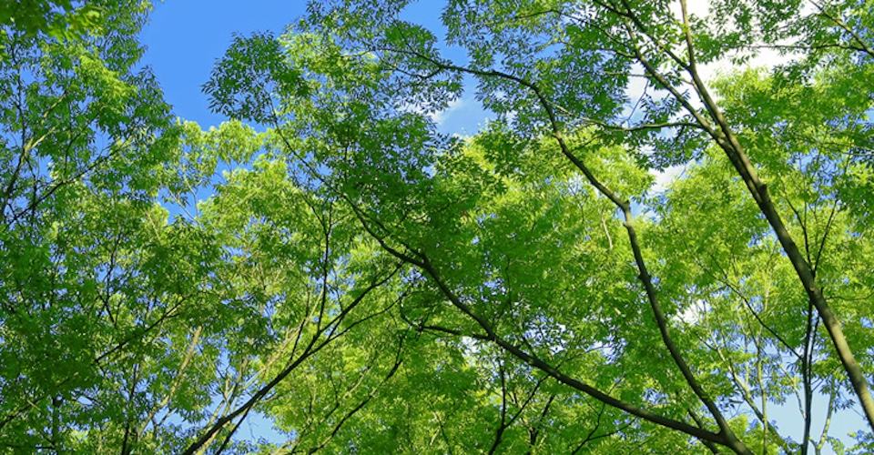 こどもの居場所　おおきな木